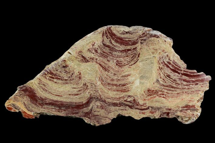 Polished Domal Stromatolite Slab - Western Australia #130466